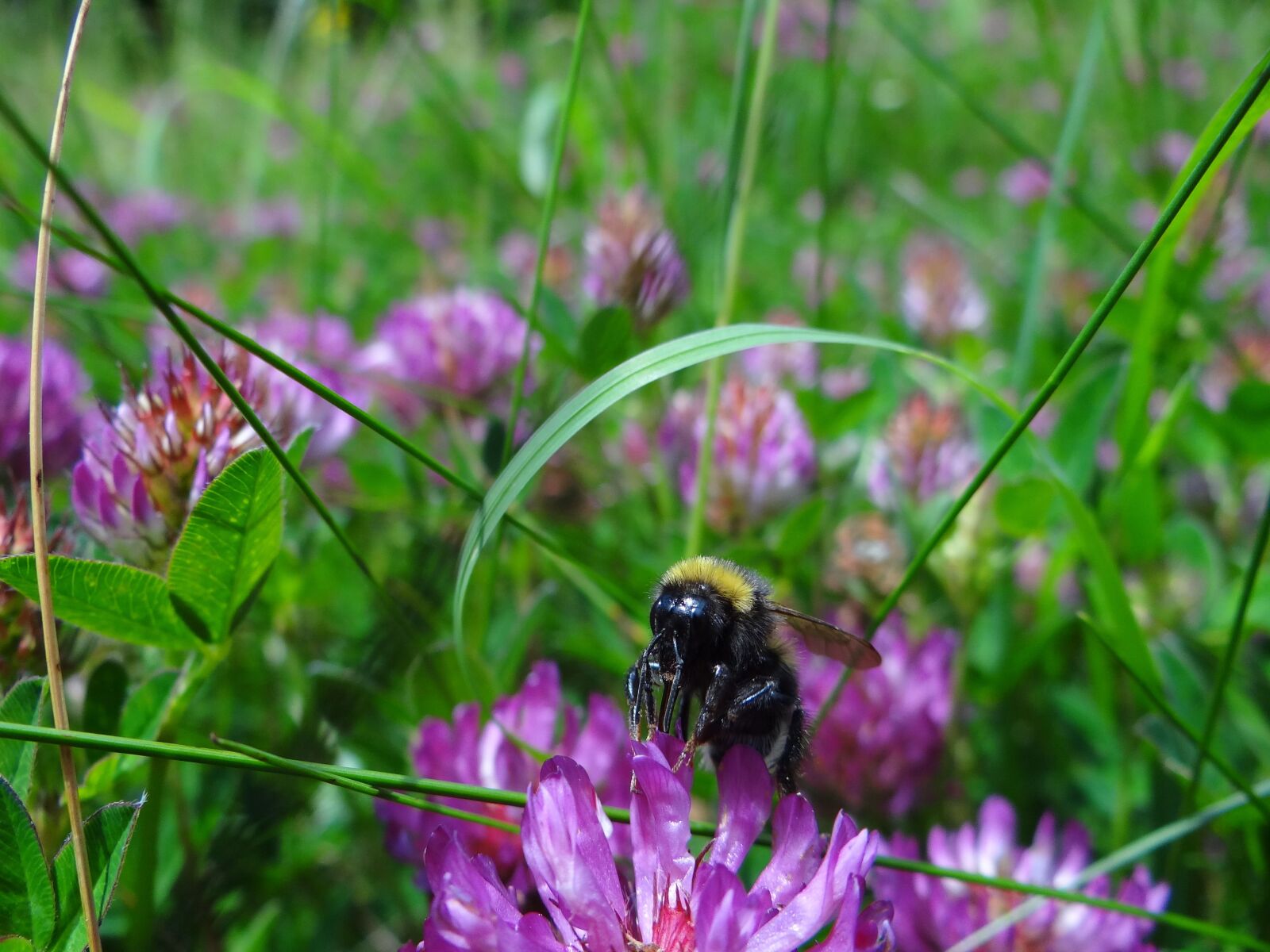 Sony Cyber-shot DSC-HX100V sample photo. Natural, flower, insect photography