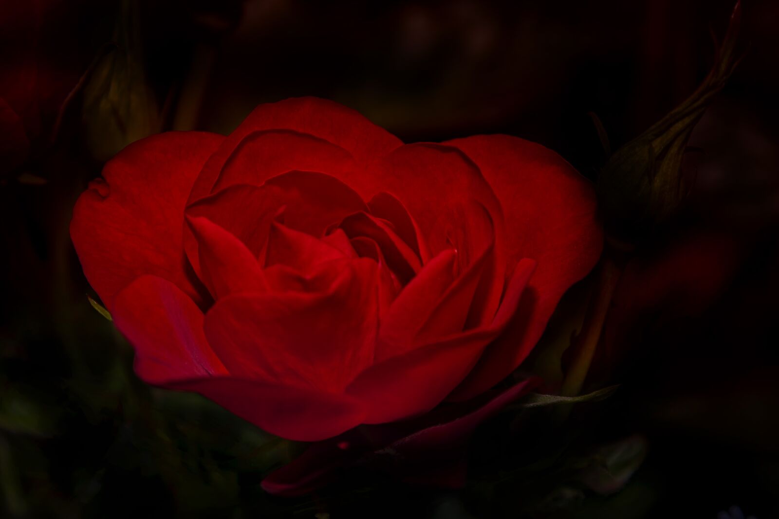 Canon EOS 50D + Canon EF 24-105mm F4L IS USM sample photo. Rose, red, flower photography
