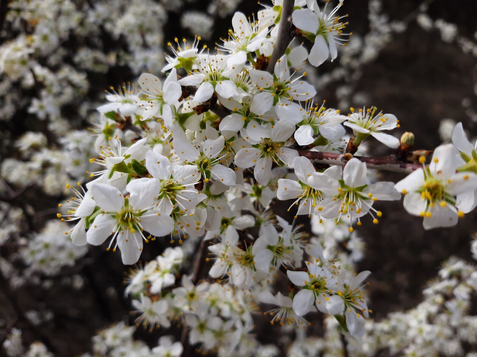 Samsung Galaxy A50 sample photo. Bloom, flowers, white photography