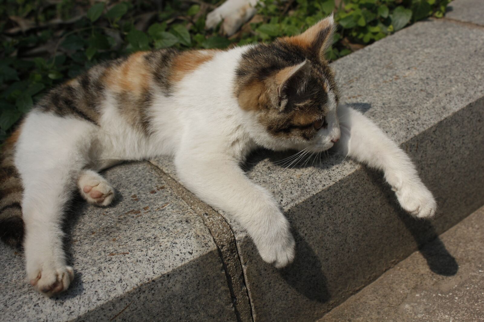 Canon EOS 550D (EOS Rebel T2i / EOS Kiss X4) sample photo. Sunshine, kitty, paw photography