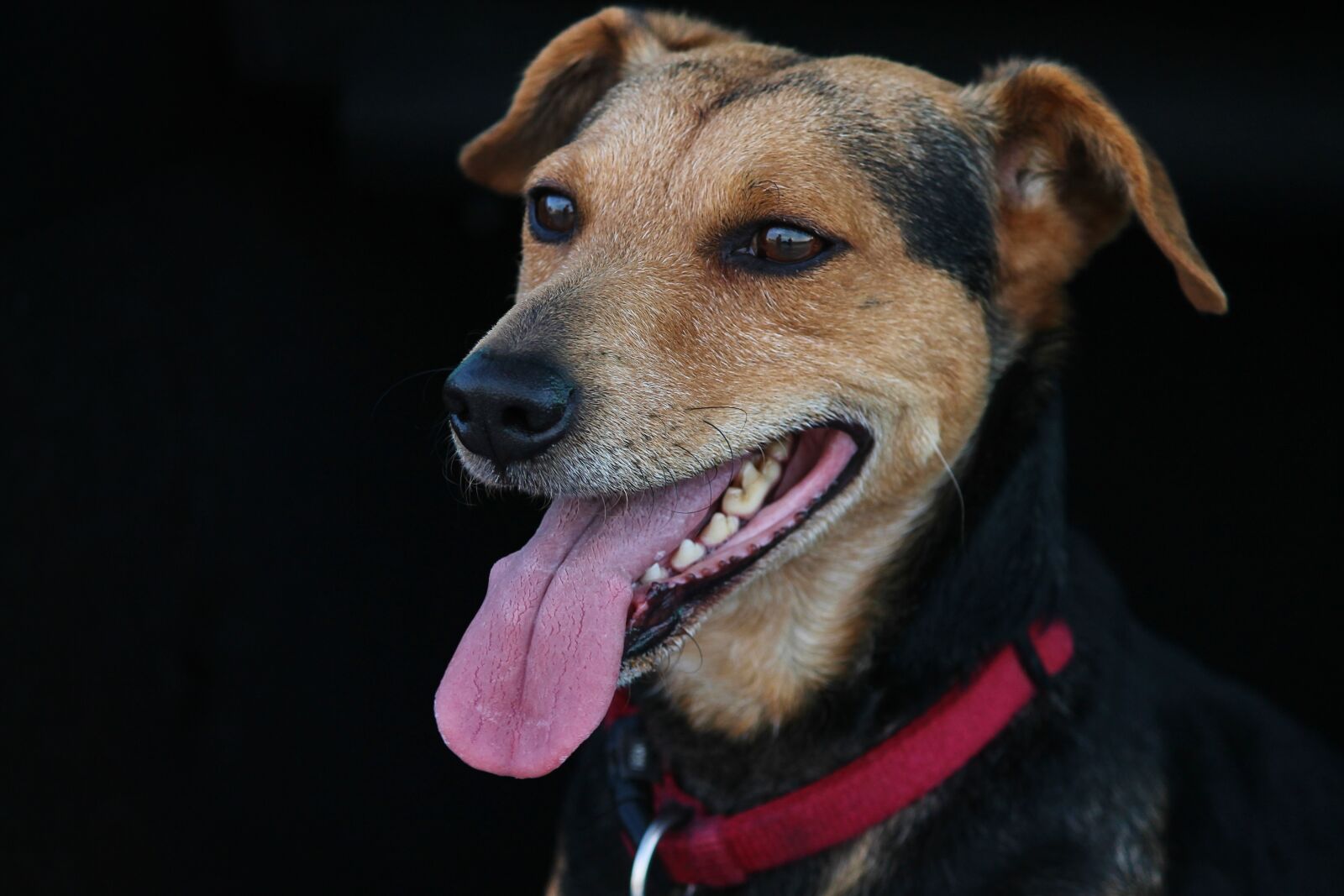 Canon EOS 1100D (EOS Rebel T3 / EOS Kiss X50) sample photo. Dog, hybrid, mixed breed photography