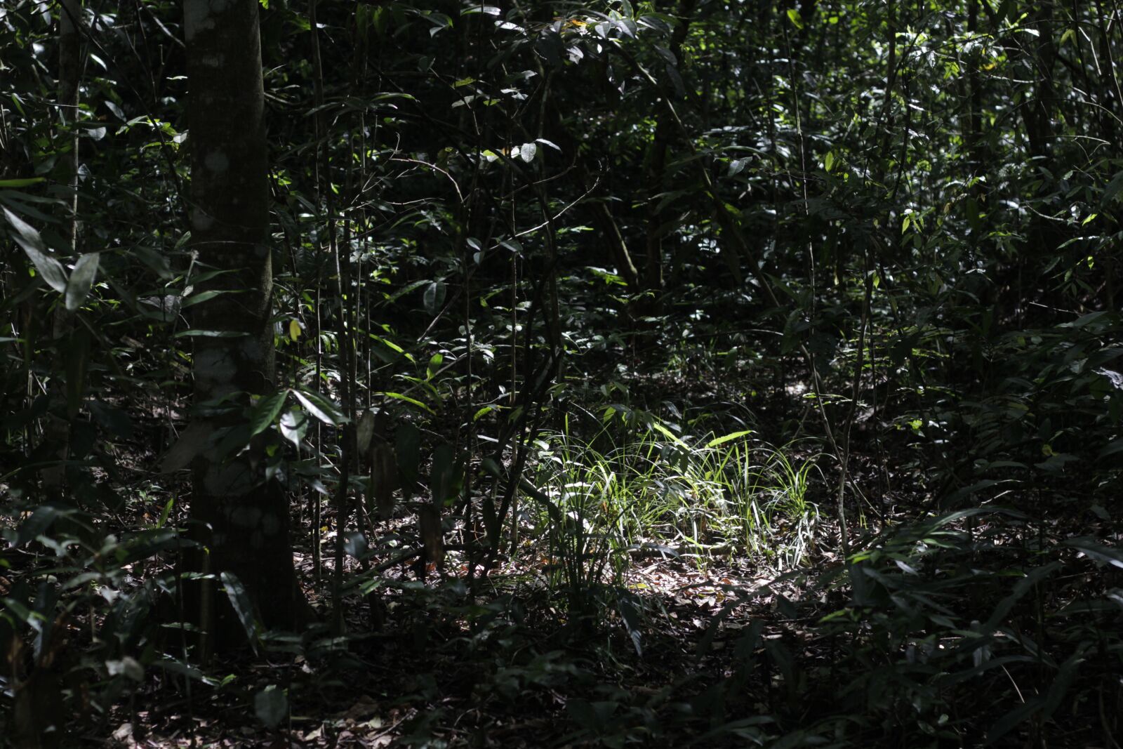 Canon EOS 60D + Canon EF 50mm F1.8 II sample photo. Forest, tropical, jungle photography