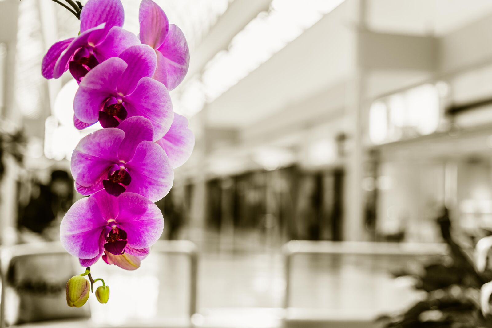 Nikon D750 sample photo. Mall, orchid, pink photography