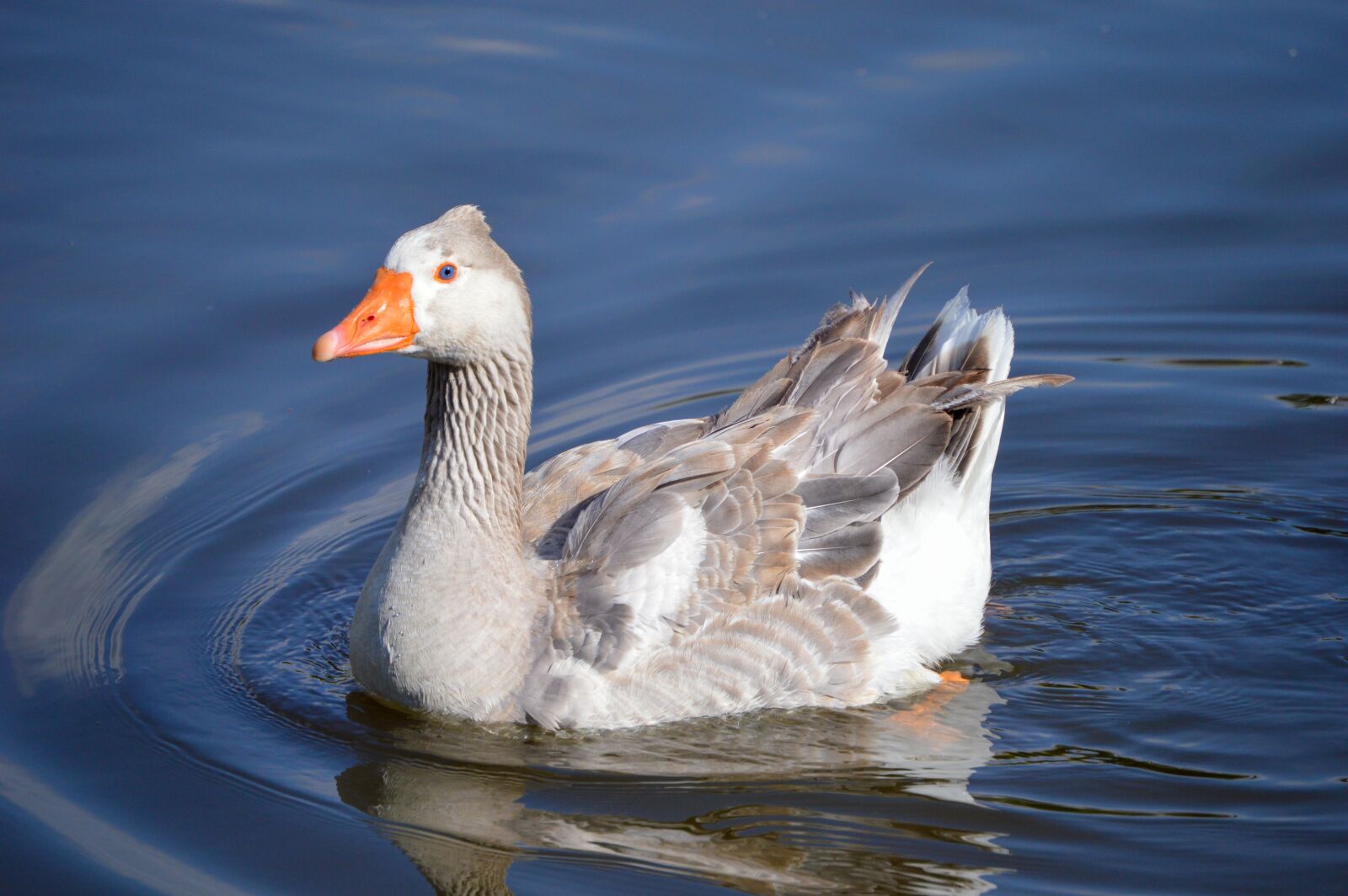 Nikon D3200 sample photo. Duck, ducks, animal photography
