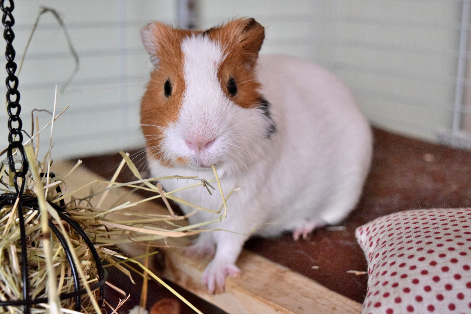 Nikon D3300 sample photo. Guinea pig, pig, guinea photography