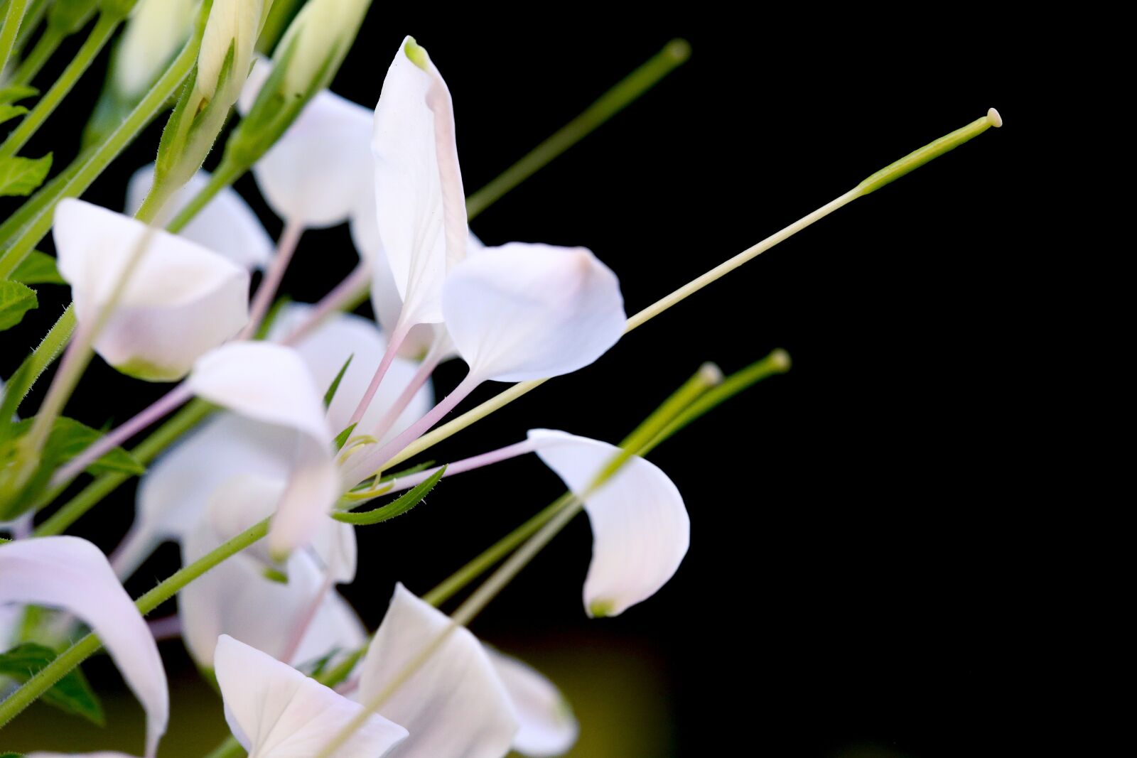 Canon EOS 6D + Canon EF 100mm F2.8 Macro USM sample photo. Flower, nice, background photography