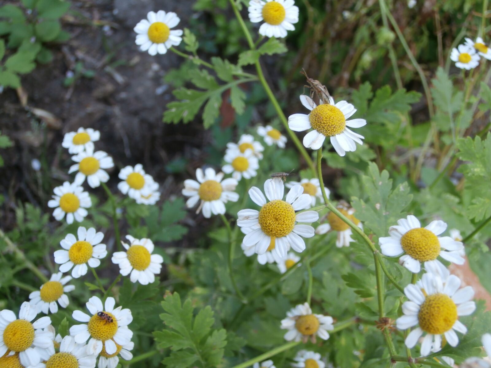 Olympus VR340,D750 sample photo. Chamomile, insect, white flowers photography
