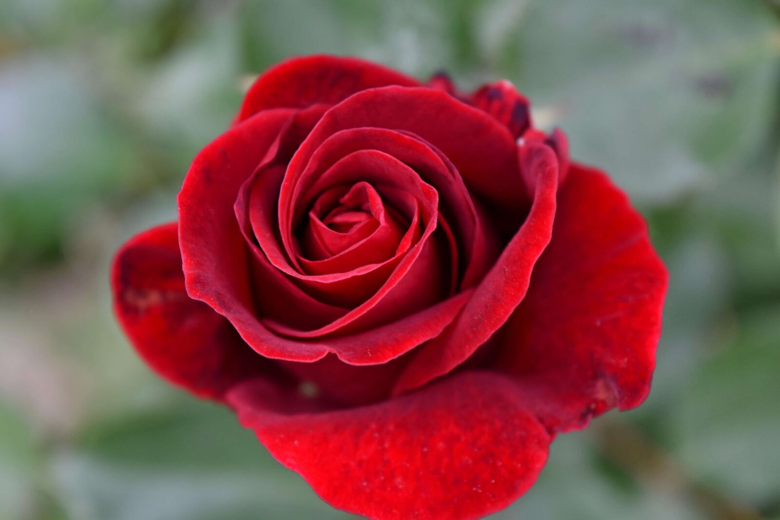 Nikon D5500 sample photo. Photograph, red, flower, roses photography