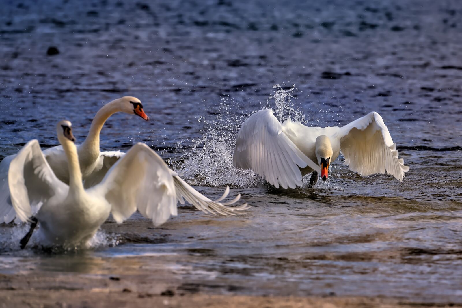 Canon EF 500mm F4L IS USM sample photo. Swan, bird, water photography