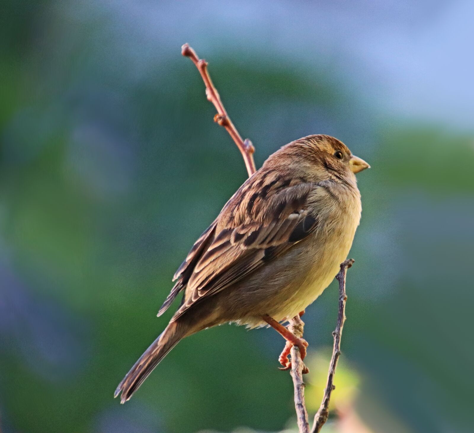 Canon EOS 800D (EOS Rebel T7i / EOS Kiss X9i) sample photo. Bird, sparrow, perched photography