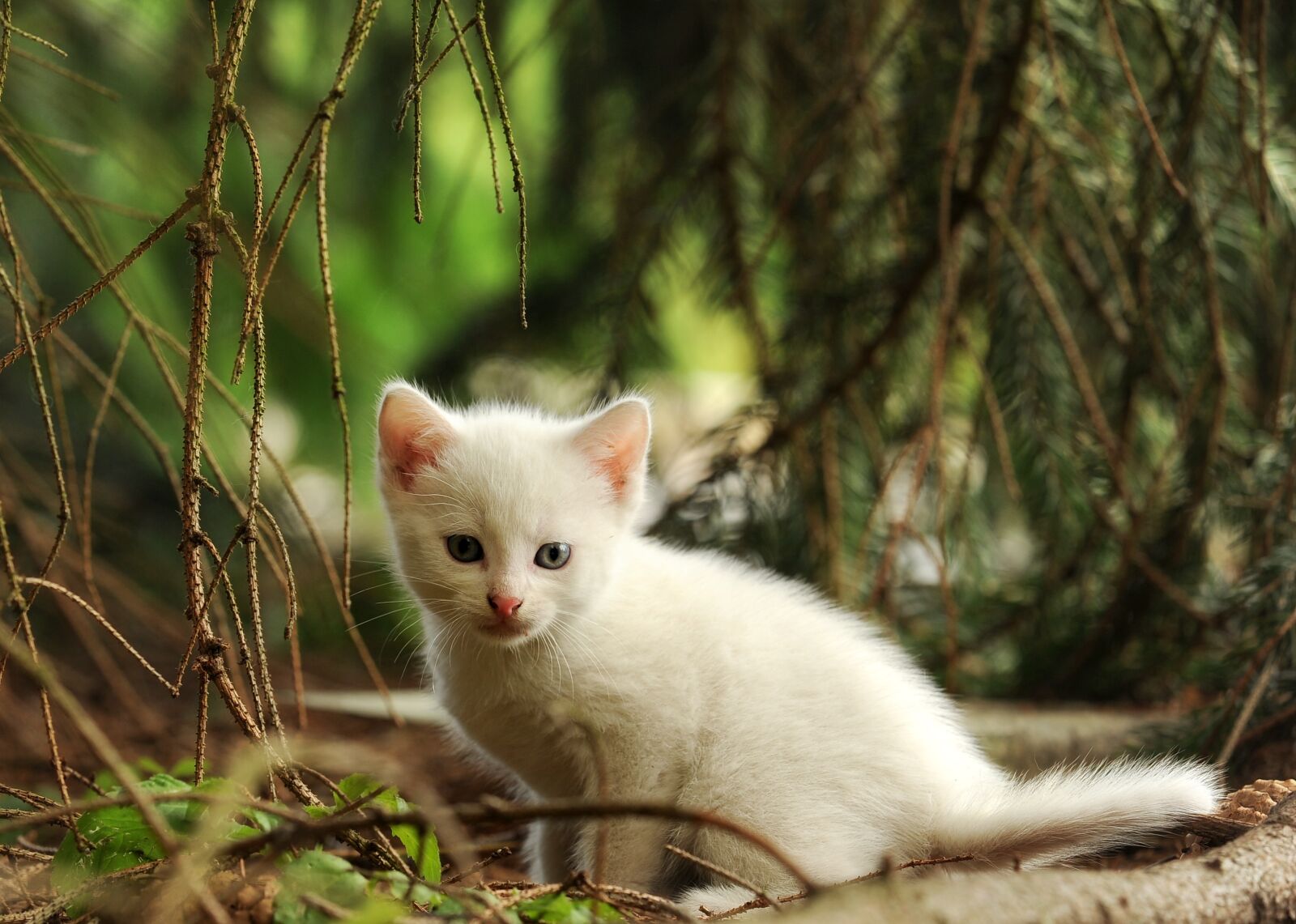 Nikon D3S sample photo. Cat, kitten, young animal photography