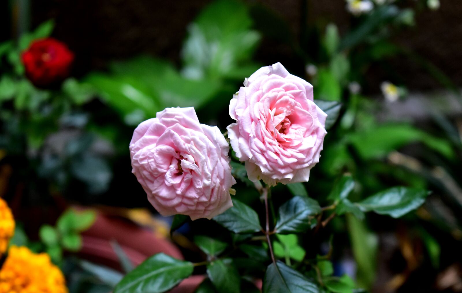 Nikon D5600 sample photo. Rosa, roses, plant photography