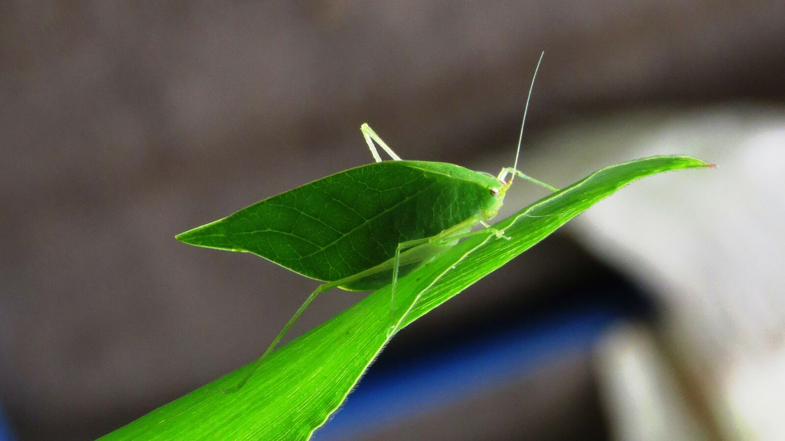Canon PowerShot SX50 HS sample photo. Insect, leaf, nature photography