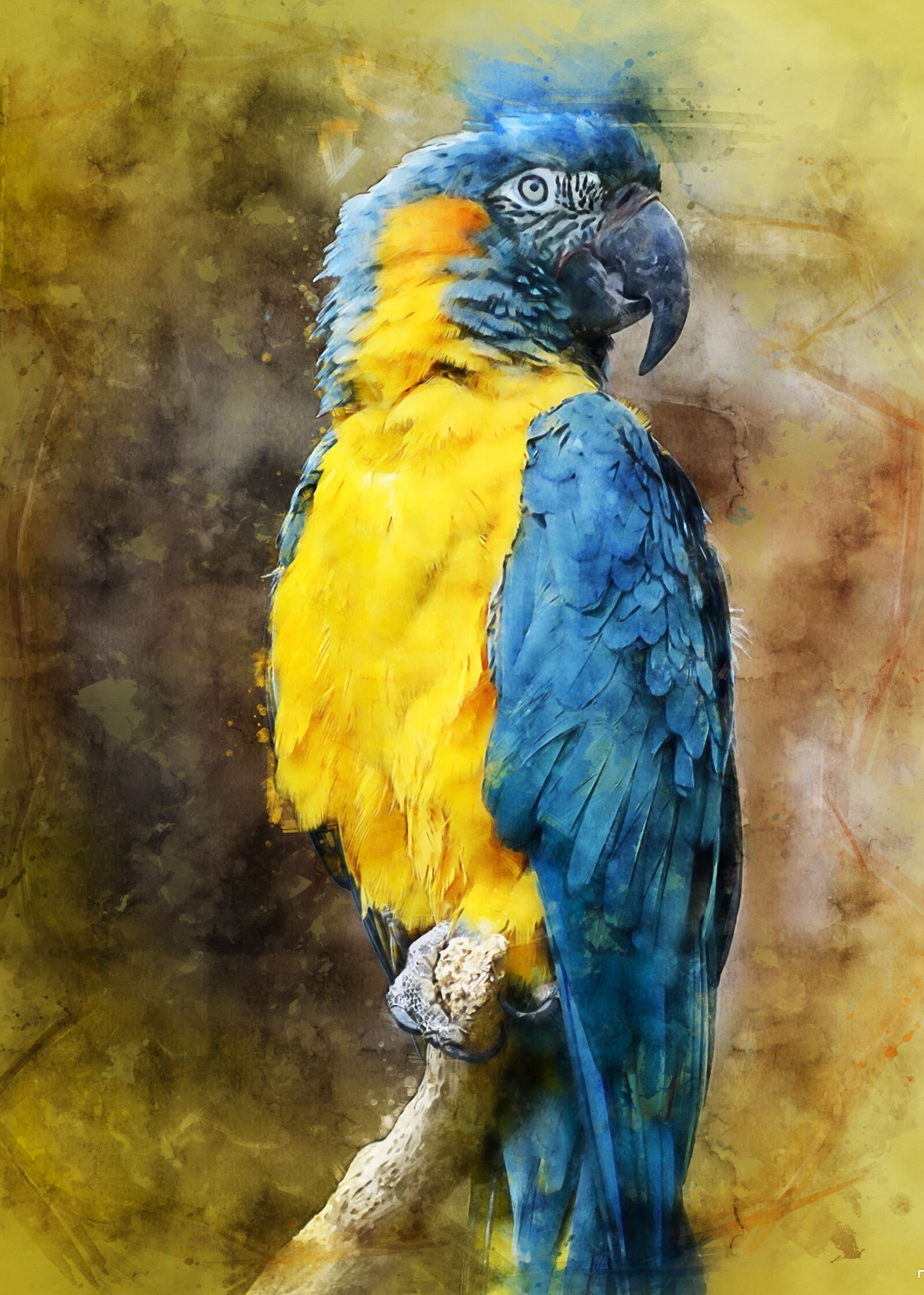 Nikon D7000 sample photo. Parrot, animal, bird photography