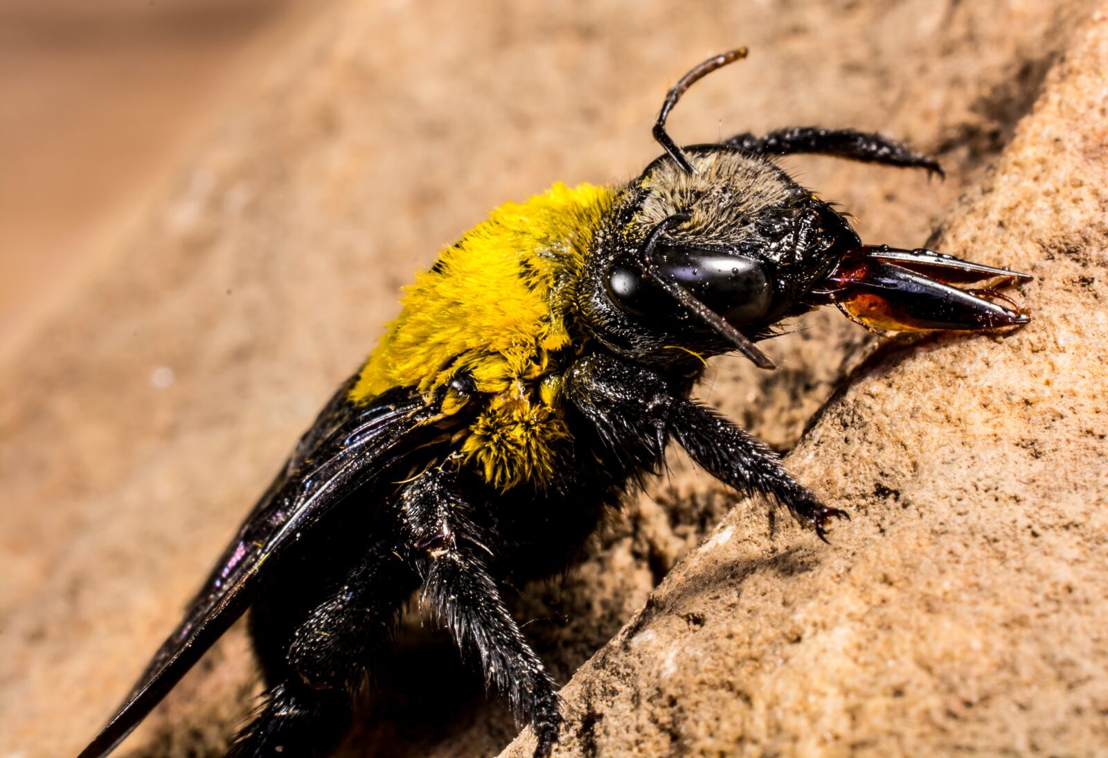 Nikon D5200 sample photo. Insect, beetle, fly photography