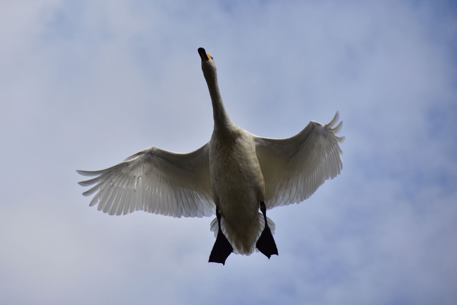 Nikon D7200 sample photo. Animal, sky, bird photography