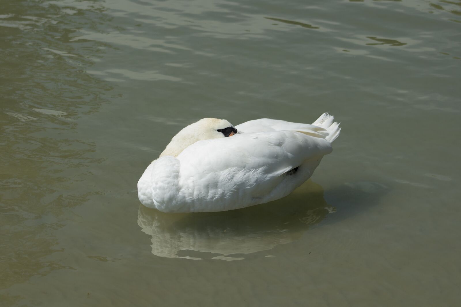 Canon EF75-300mm f/4-5.6 sample photo. Swan, cam, water bird photography