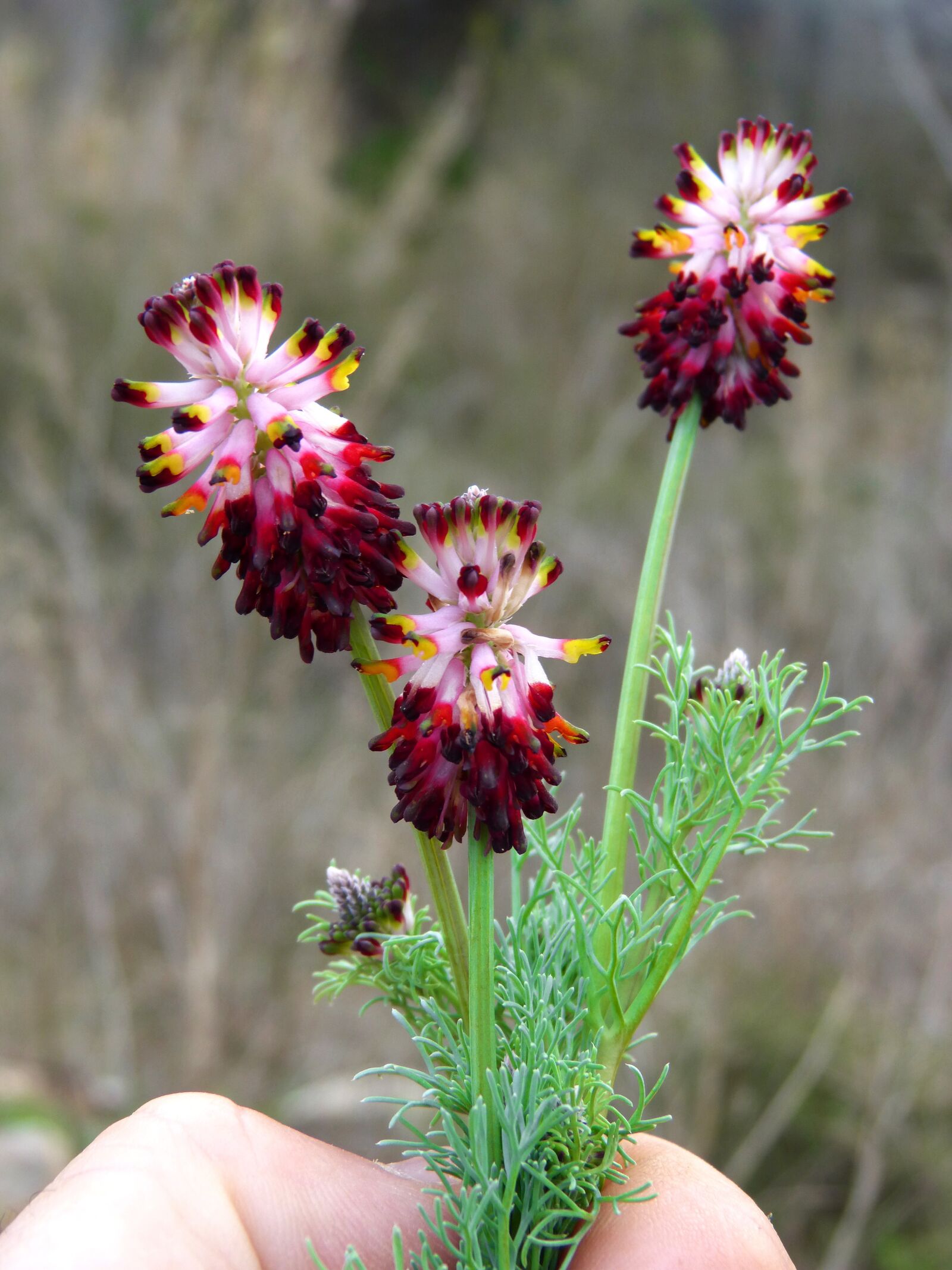 Panasonic DMC-FZ62 sample photo. Wild flower, bouquet, hand photography