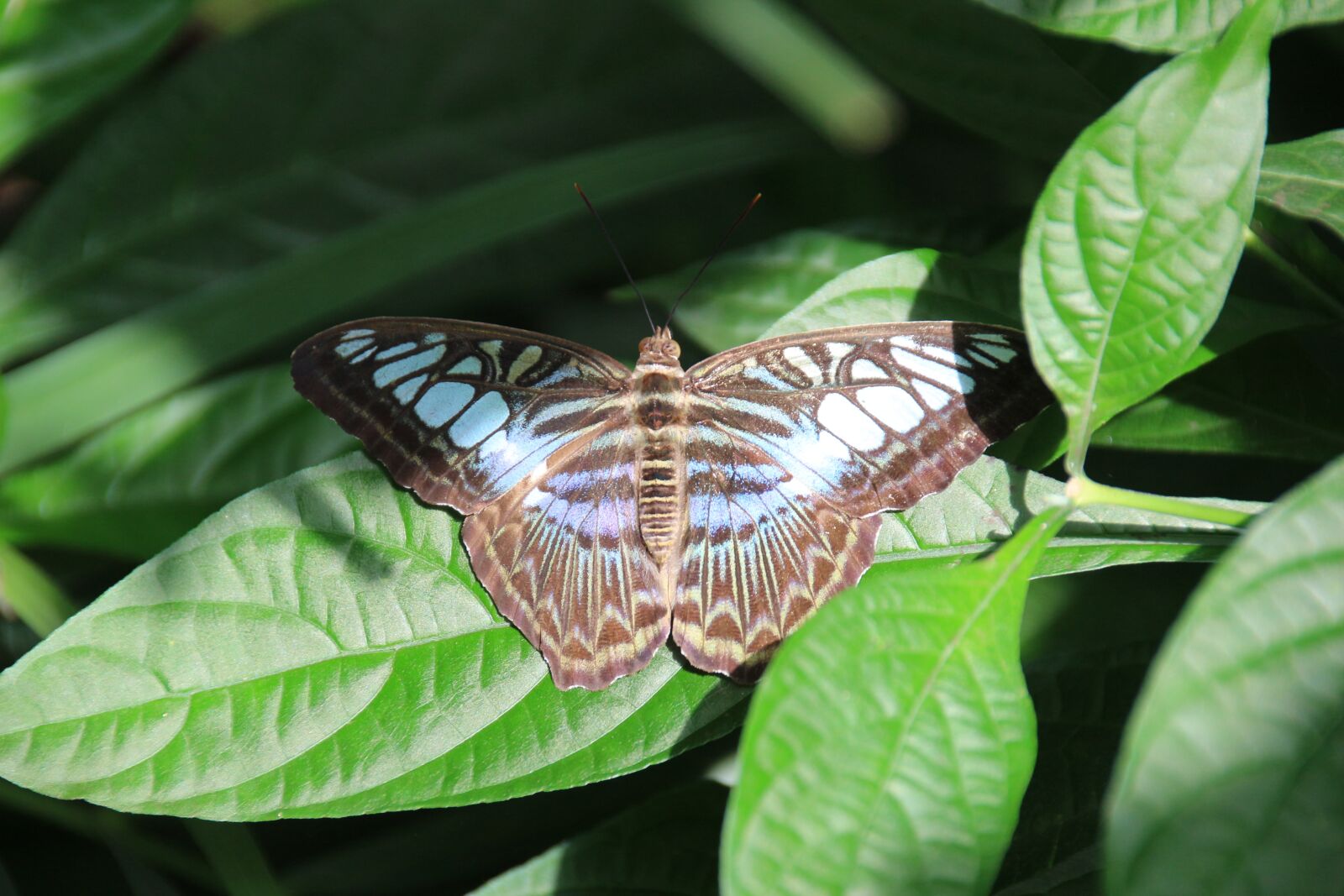 Canon EOS 700D (EOS Rebel T5i / EOS Kiss X7i) sample photo. Butterfly, insect photography