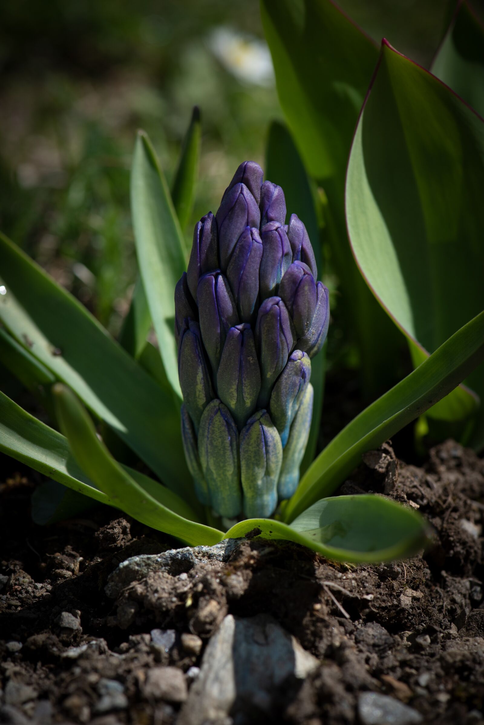 Nikon D750 sample photo. Hyacinth, flower, blue photography