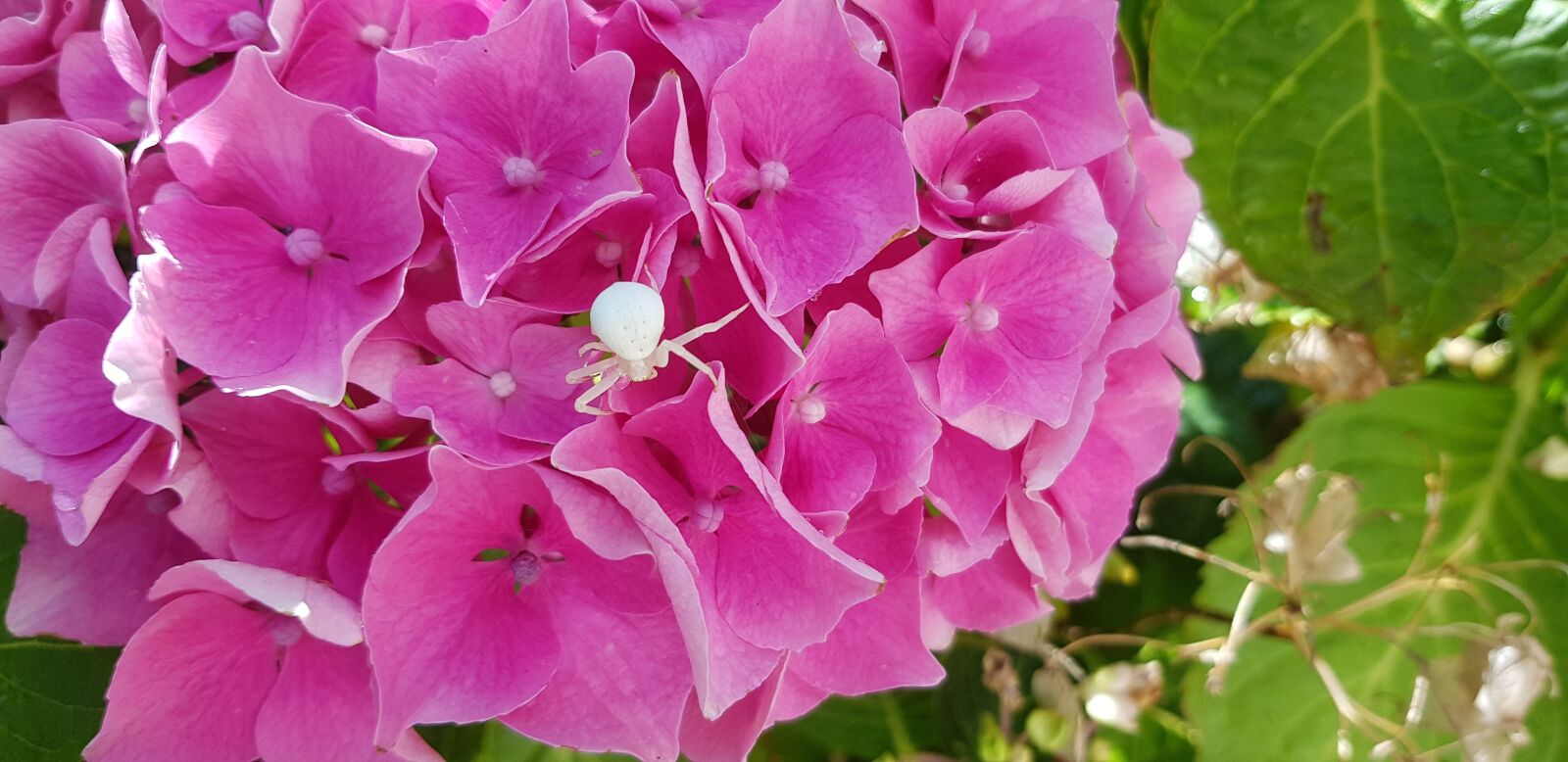 Samsung Galaxy S8 sample photo. Flower, hydrangea, spider photography
