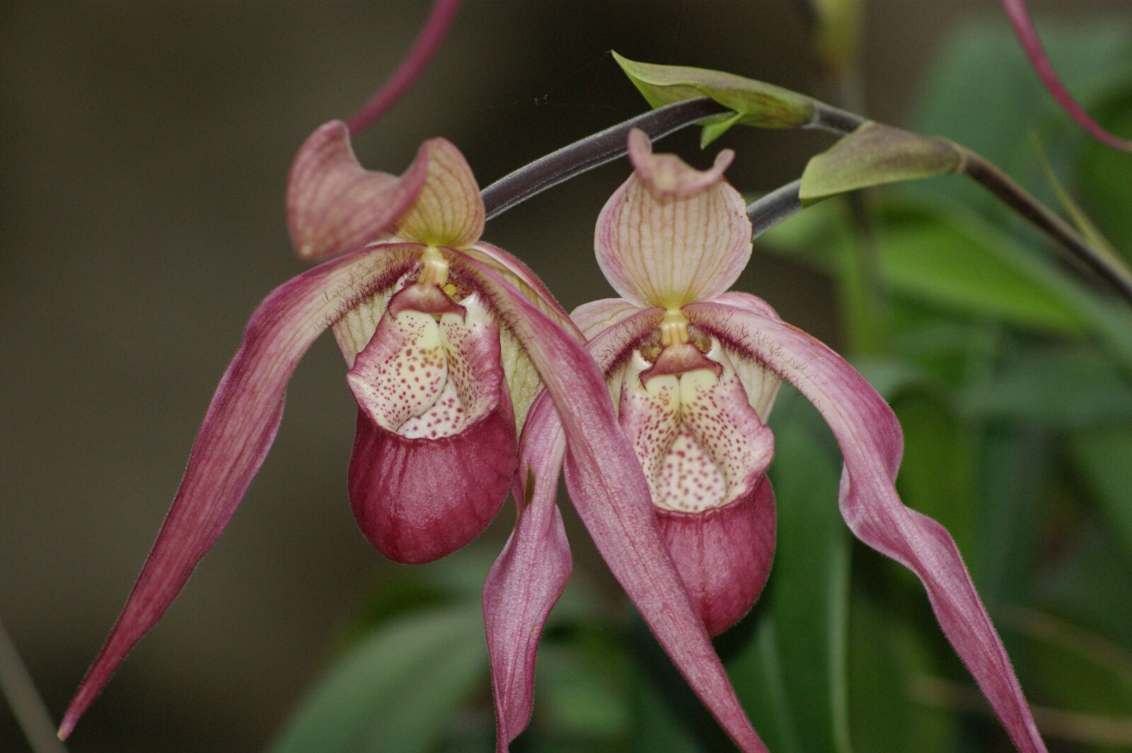 Sony Alpha DSLR-A290 sample photo. Orchids, flowers, cattleya orchid photography