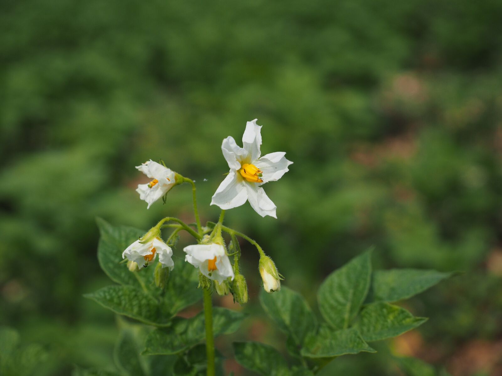 Olympus OM-D E-M1 + Olympus M.Zuiko Digital ED 12-40mm F2.8 Pro sample photo. Potato shrub, potato blossom photography