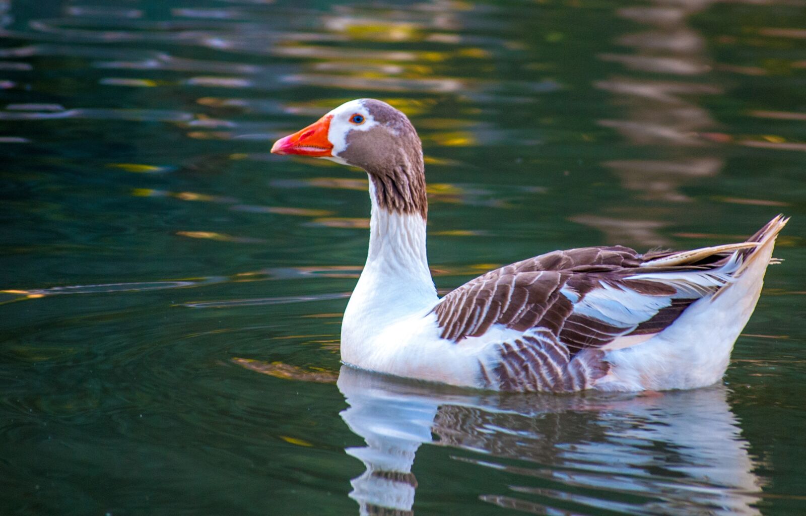 Nikon D3000 sample photo. Duck, nature, waterfowl photography