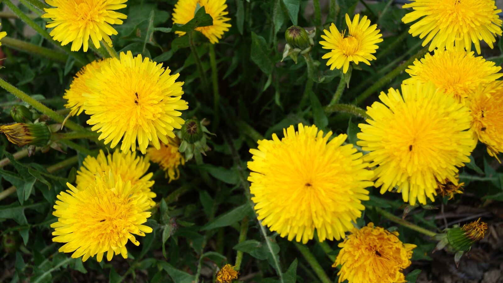 Sony SLT-A37 sample photo. Spring, flower, plant photography