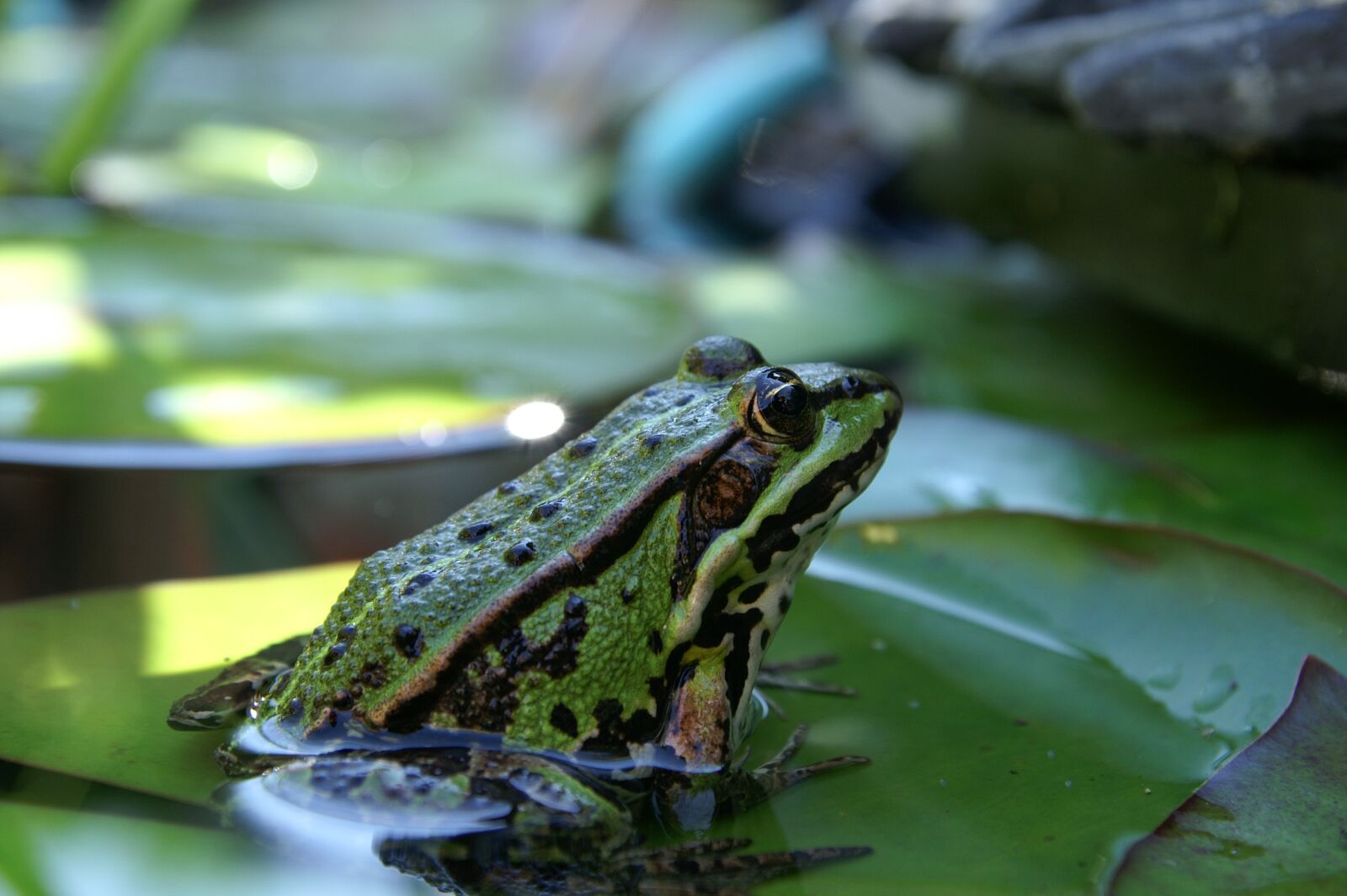 KONICA MINOLTA DYNAX 7D sample photo. Frog, nature, animal photography