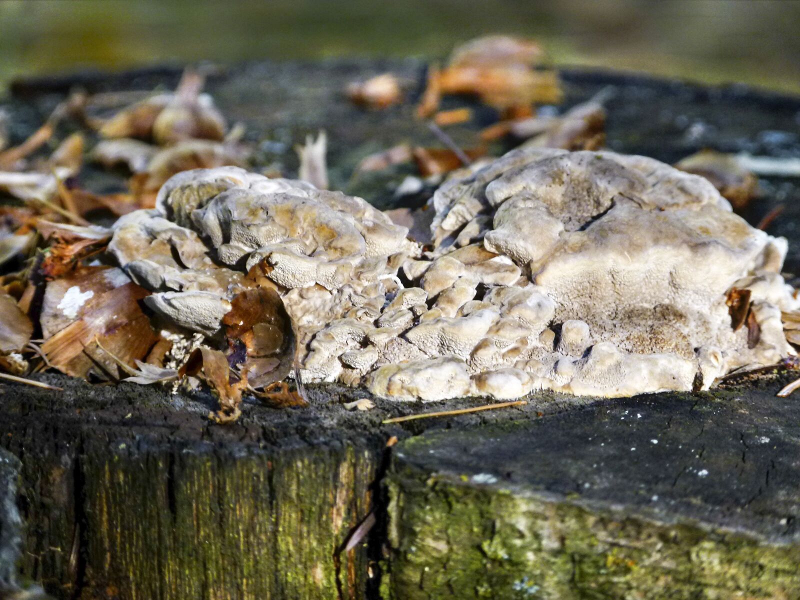 Panasonic Lumix DMC-FZ100 sample photo. Tree, stump, fungus photography