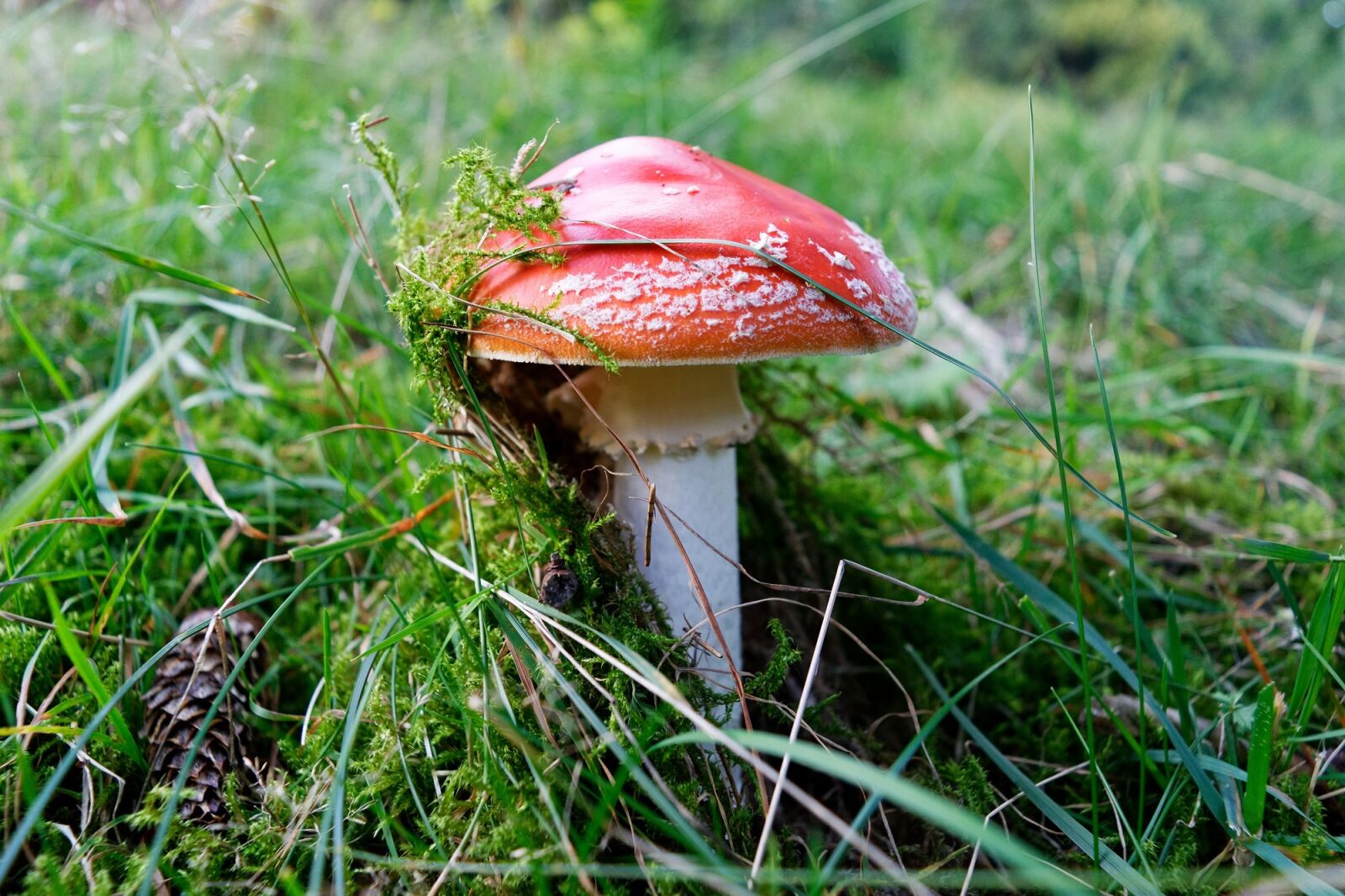 Nikon D3300 sample photo. Forest, fungus, toadstool photography