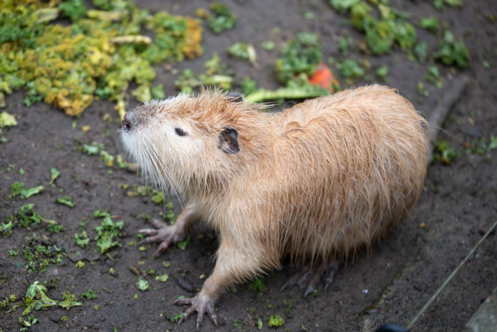 Nikon D750 sample photo. Beaver, animal, rodent photography