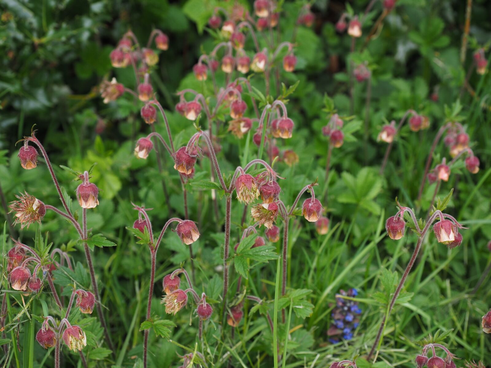 Olympus OM-D E-M1 + Olympus M.Zuiko Digital ED 12-40mm F2.8 Pro sample photo. Pointed flower, avens, geum photography
