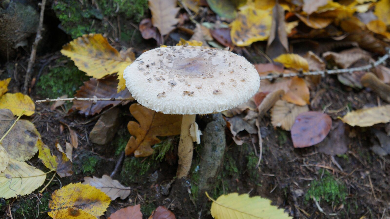 Sony Alpha a3000 sample photo. Mushroom, autumn, forest photography