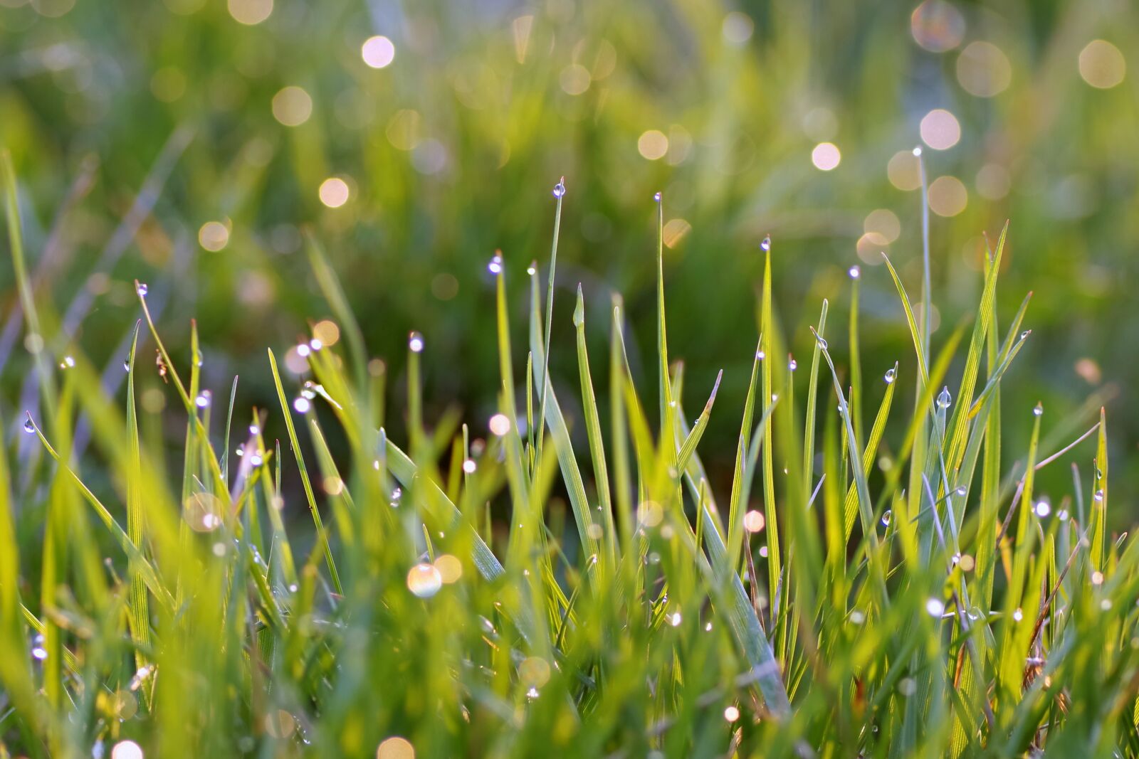Pentax K-S2 sample photo. Grass, blades, rosa photography