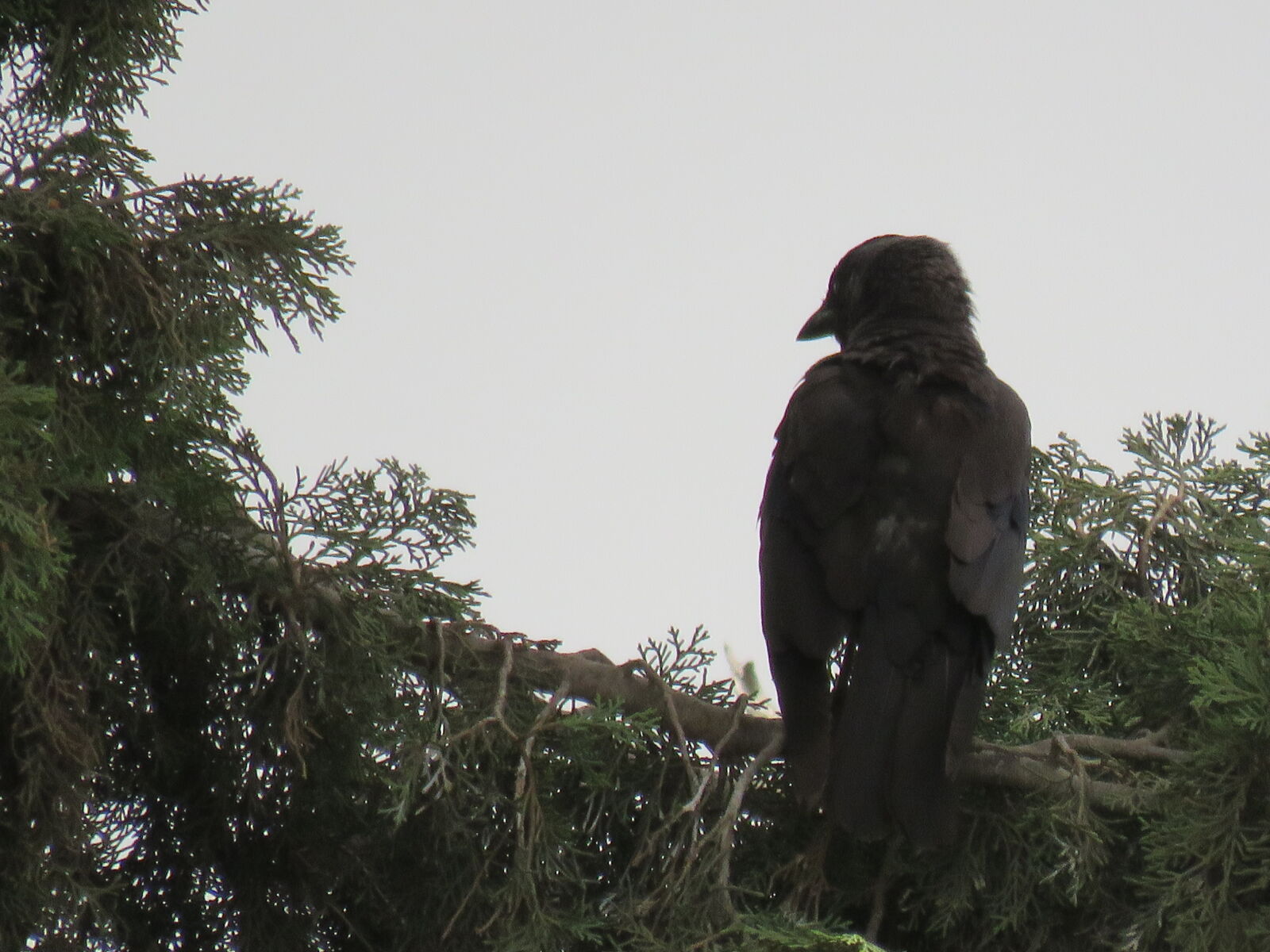 Canon PowerShot SX60 HS sample photo. The, birds photography
