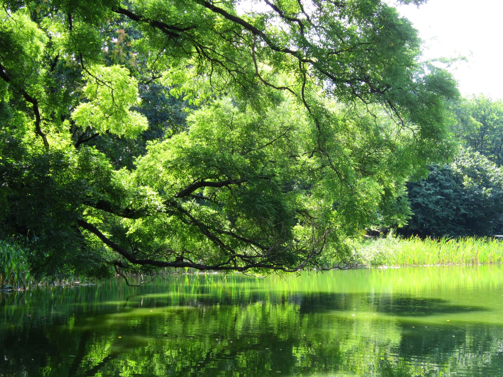 Canon PowerShot A3300 IS sample photo. Green, lake, pool, tarn photography