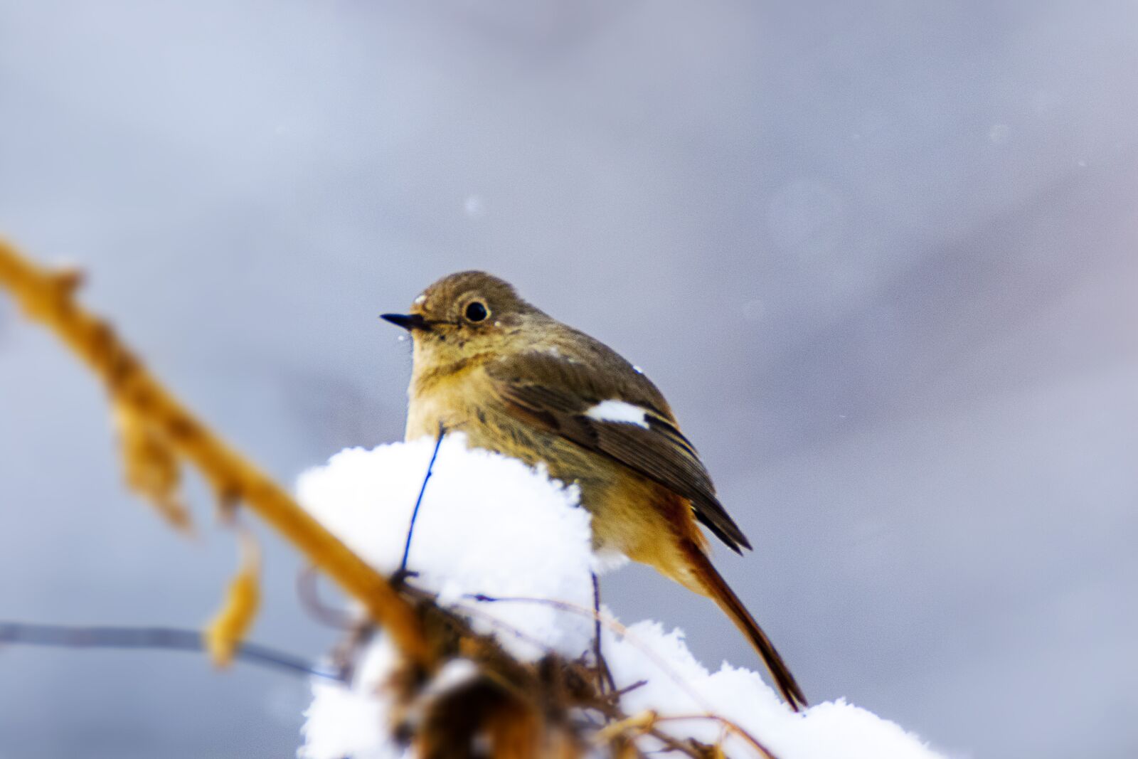Canon EOS 7D Mark II sample photo. New, nature, animal photography