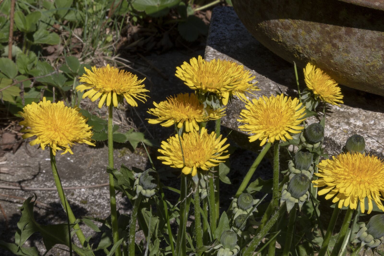 Canon EOS 750D (EOS Rebel T6i / EOS Kiss X8i) + Canon TS-E 90mm F2.8 Tilt-Shift sample photo. Dandelion, weeds, yellow flower photography
