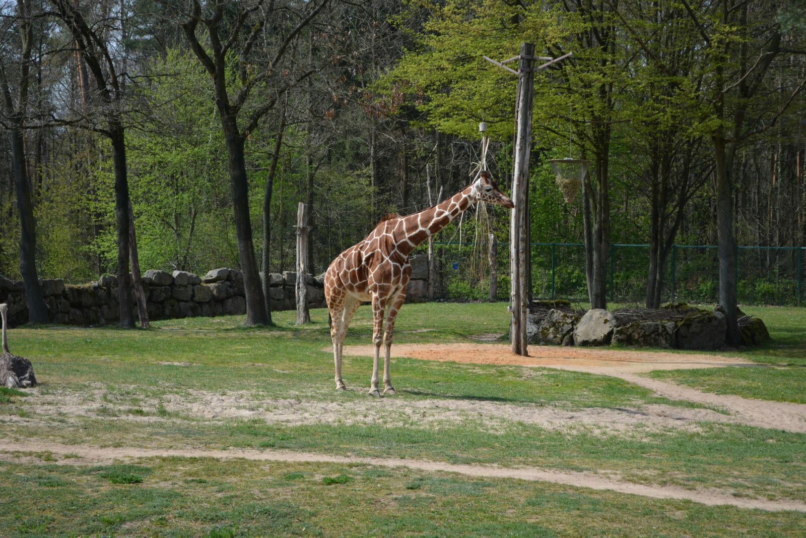 Nikon D5200 sample photo. Giraffe, zoo, tiergarten photography