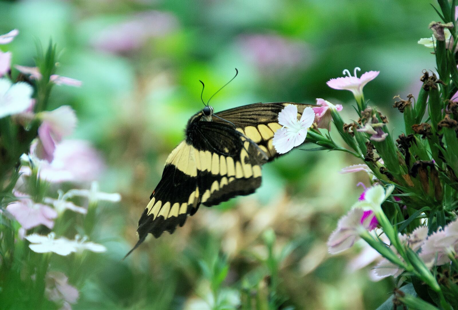 Nikon D3200 sample photo. Swallowtail butterfly, butterfly, flowers photography