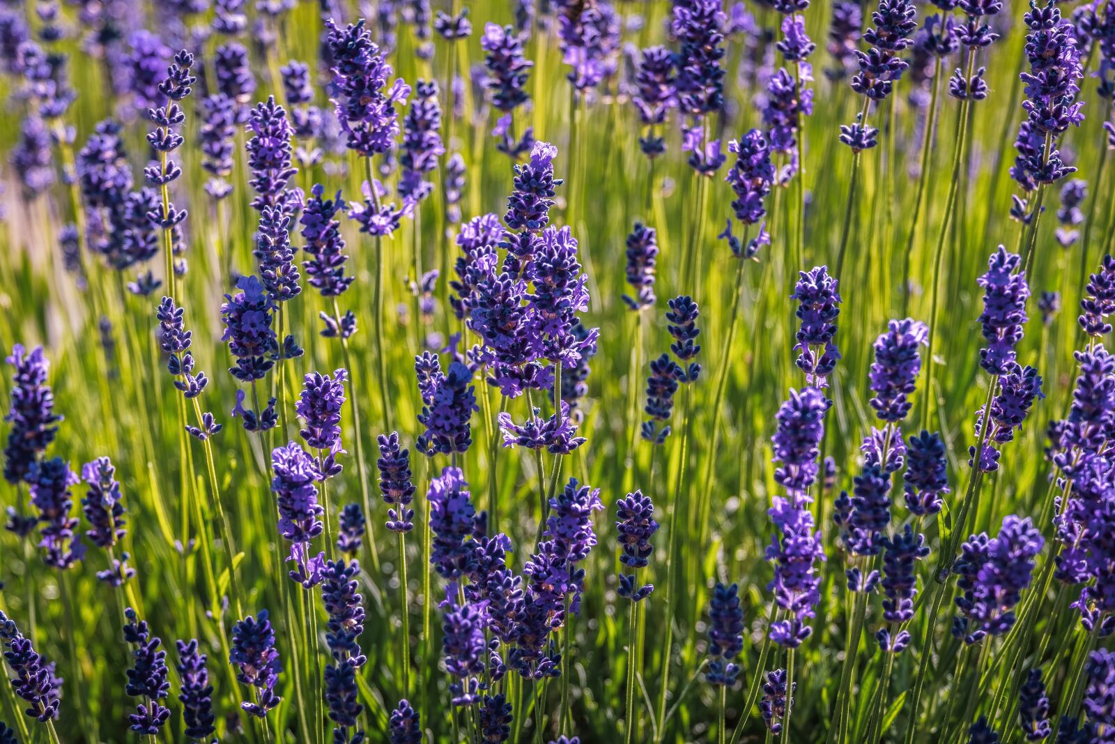 Fujifilm X-T30 sample photo. Lavender, flowers, purple photography