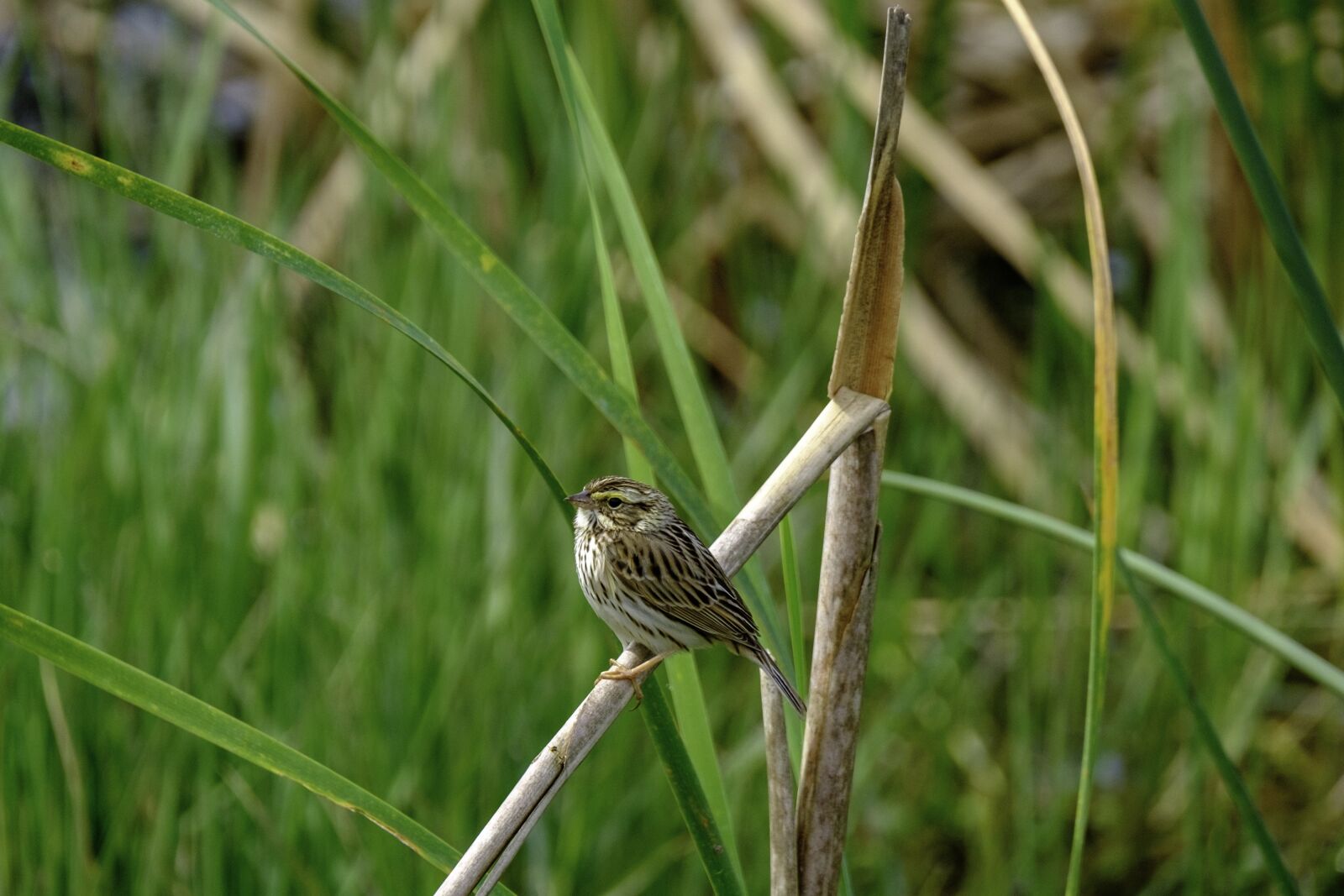 Fujifilm XF 100-400mm F4.5-5.6 R LM OIS WR sample photo. Nature, wildlife, outdoors photography