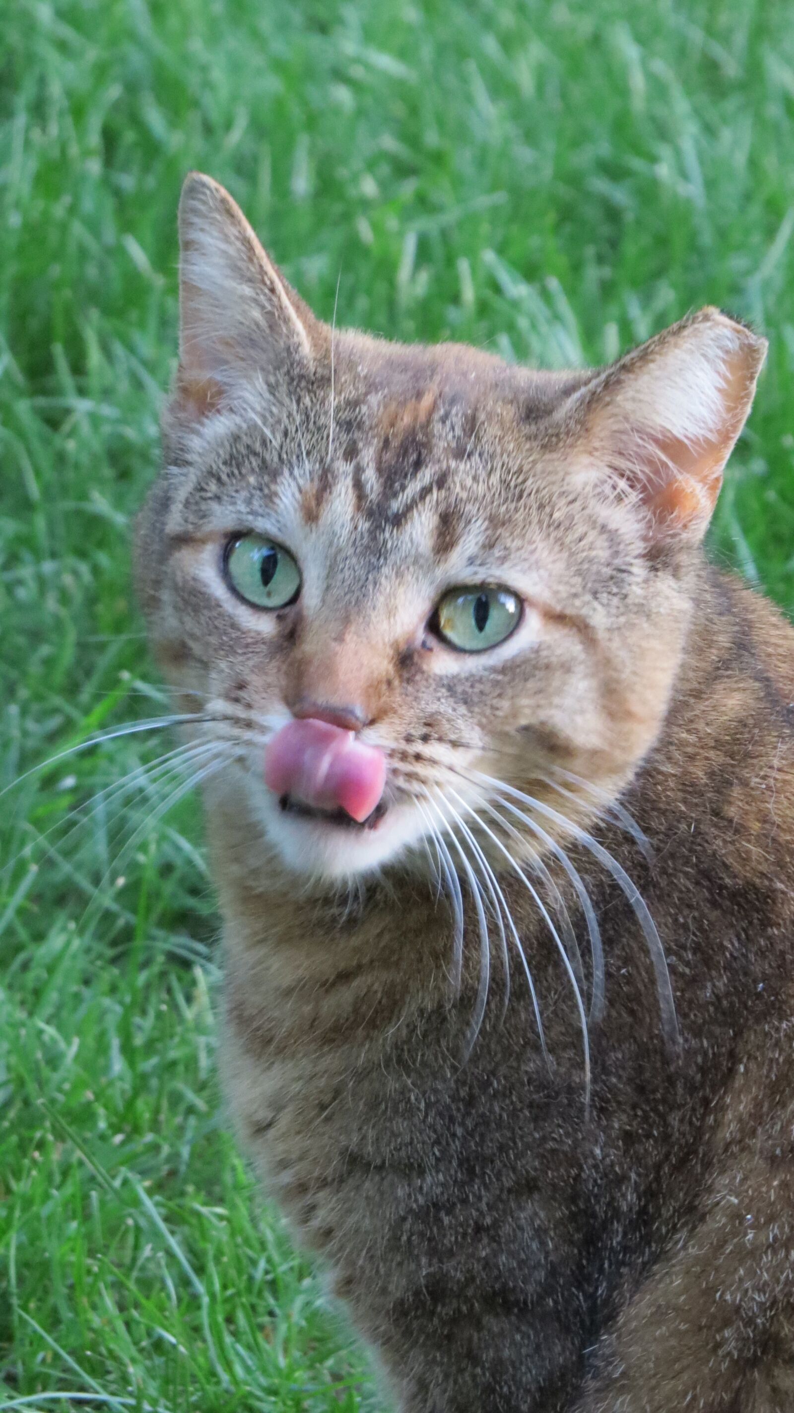 Canon PowerShot SX50 HS sample photo. Cat, feral, feline photography