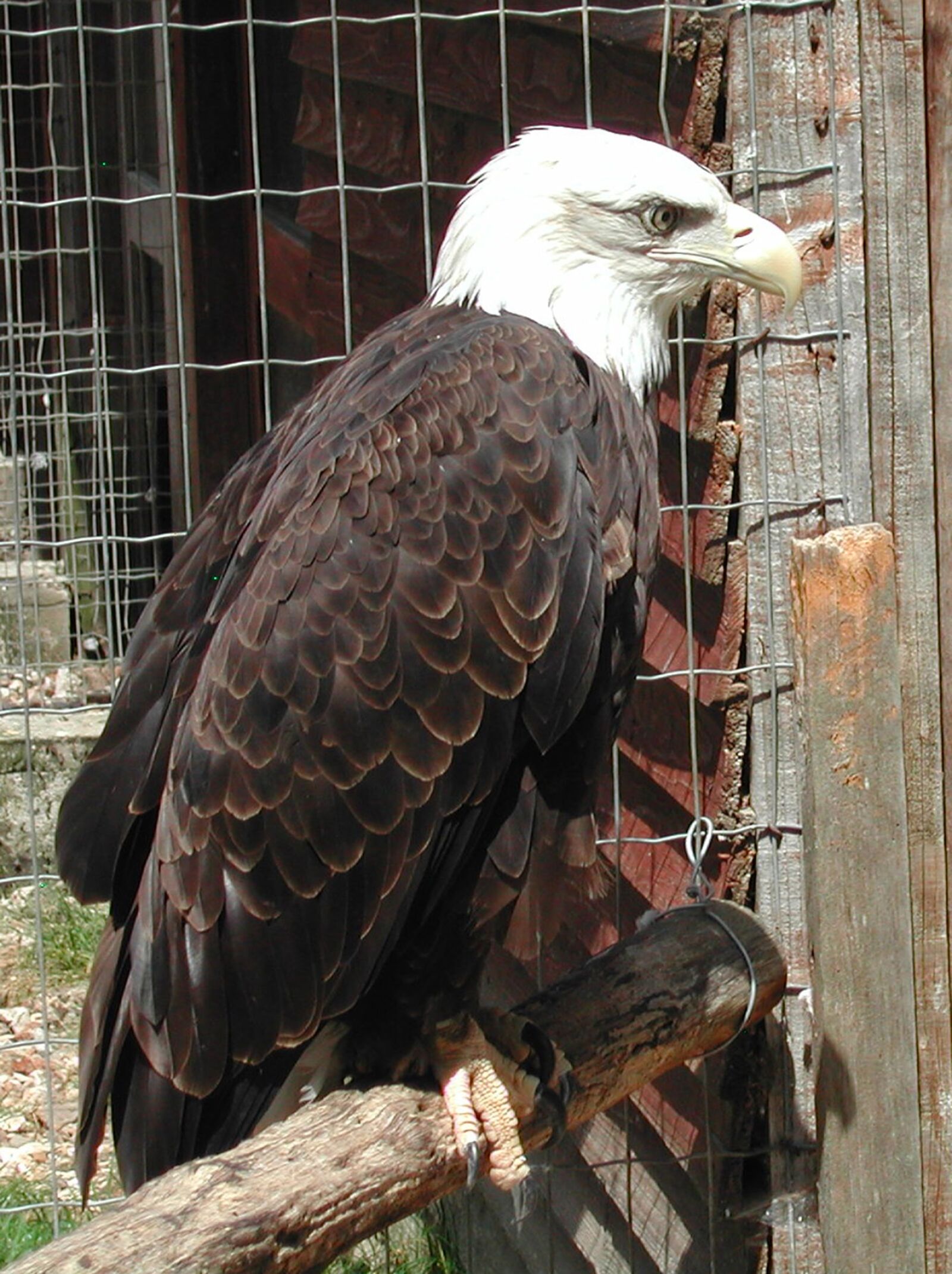 Nikon E885 sample photo. Raptor, eagle, bald eagle photography
