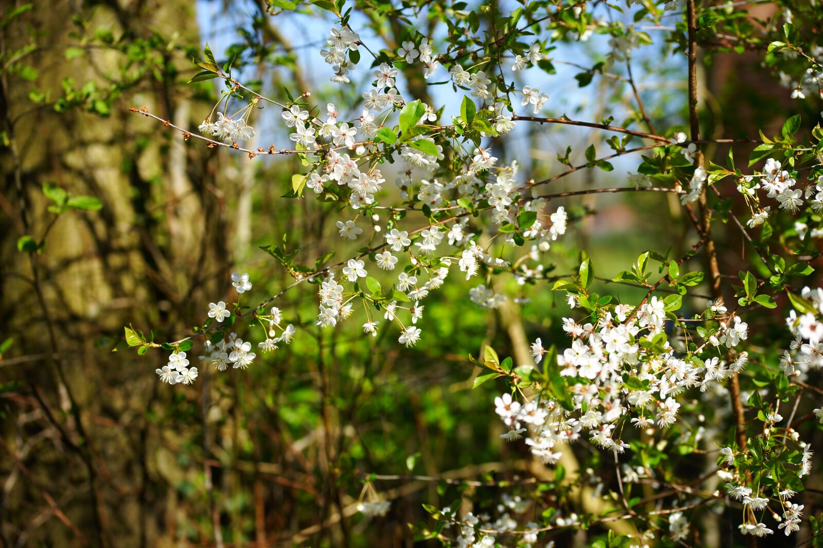 Sony a99 II + 105mm F2.8 sample photo. Apple tree, flowers, bloom photography