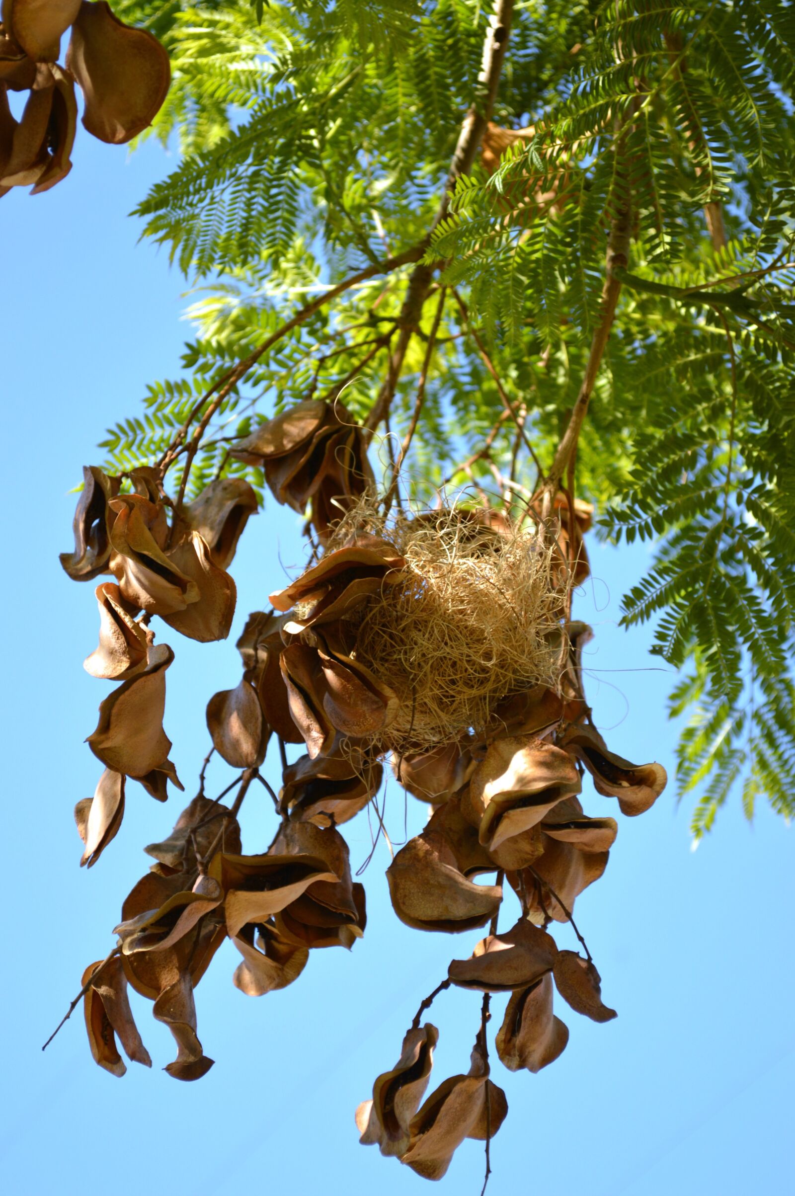 Nikon D3200 sample photo. Nest, tree, jacaranda tree photography