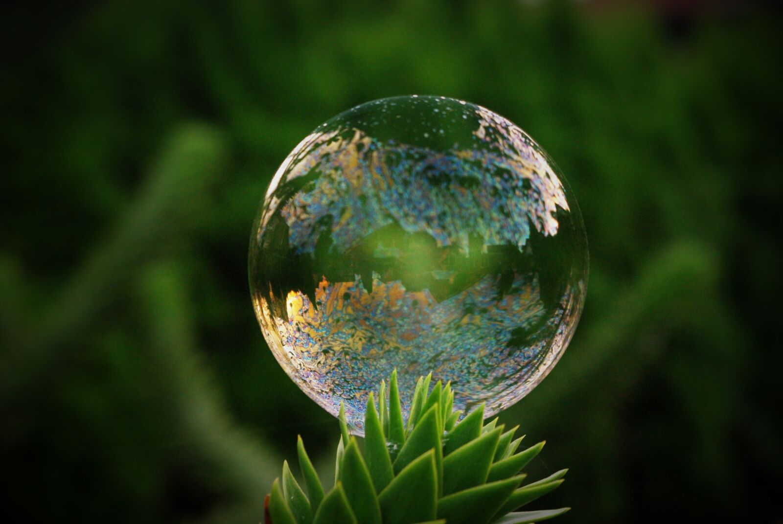 Pentax K-m (K2000) sample photo. Soap bubble, tree, mirroring photography