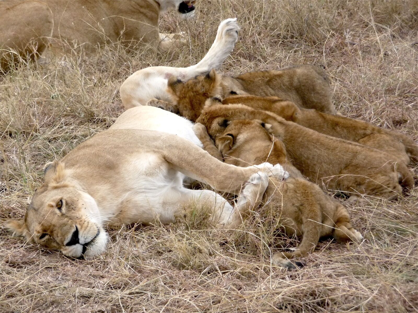 Panasonic Lumix DMC-TZ5 sample photo. Kenya, lion, big cat photography